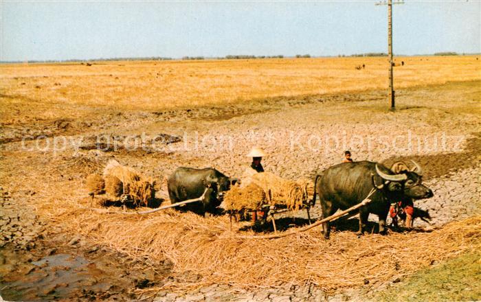 Landwirtschaft Thailand Paddy Fields