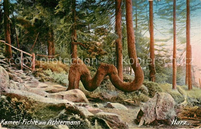 Foto GLCo Nr. Nr. 7232 Kameel Fichte am Achtermann Ha