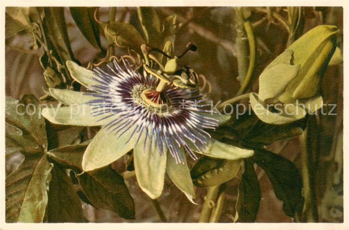 Blumen Flowers Fleurs Passiflora coerulea Passionsblume