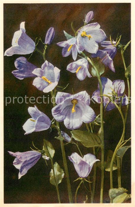Blumen Flowers Fleurs Glockenblueme