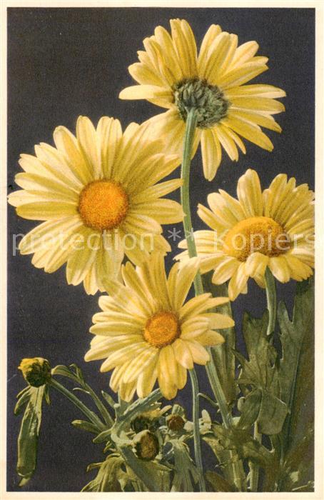 Blumen Flowers Fleurs Wucherblume