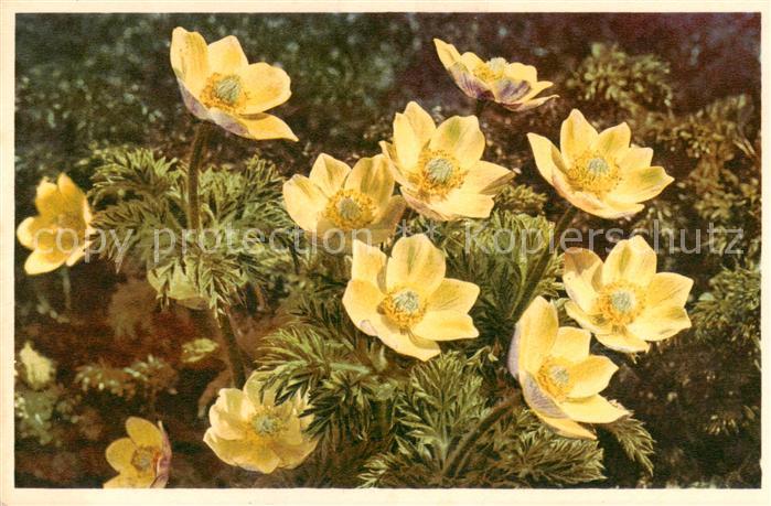 Blumen Flowers Fleurs Schwefelgelbe Alpenanemone