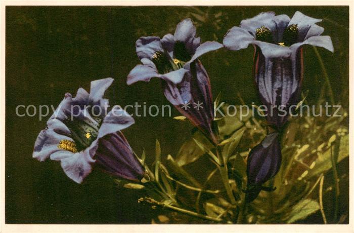Blumen Flowers Fleurs Gentiana acaulis  Stengelloser Enzion
