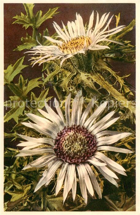 Blumen Flowers Fleurs Carlina acaulis Silbercistel