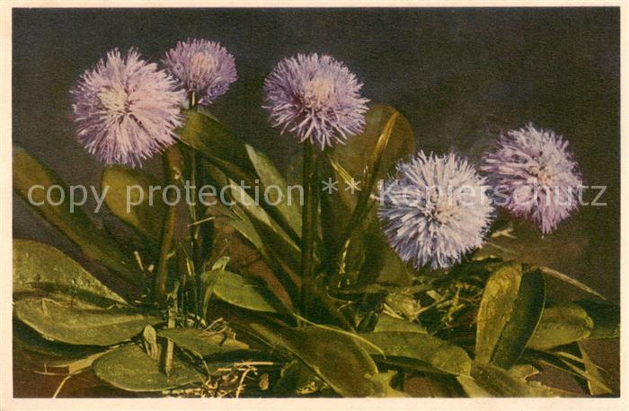 Blumen Flowers Fleurs Kugelblume