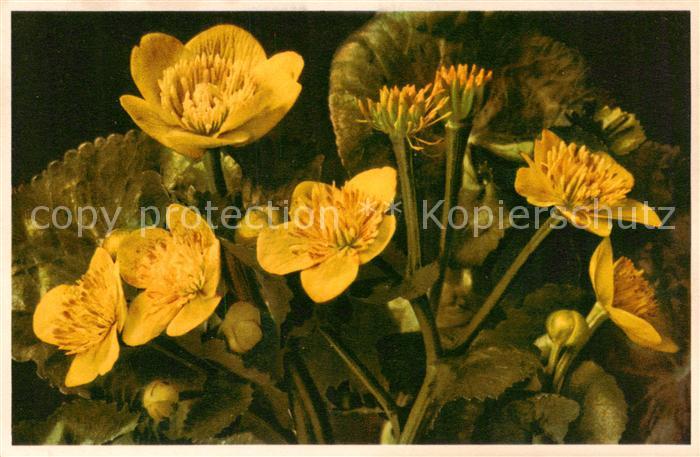 Blumen Flowers Fleurs Sumpf Dotterblume