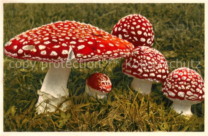 Pilze Fligenpilz