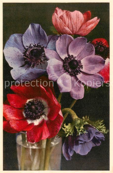 Blumen Flowers Fleurs Kronen Anemonen