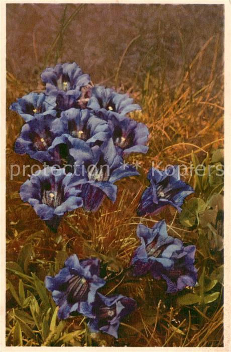 Blumen Flowers Fleurs Genzianelle