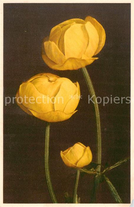 Blumen Flowers Fleurs Trollblume