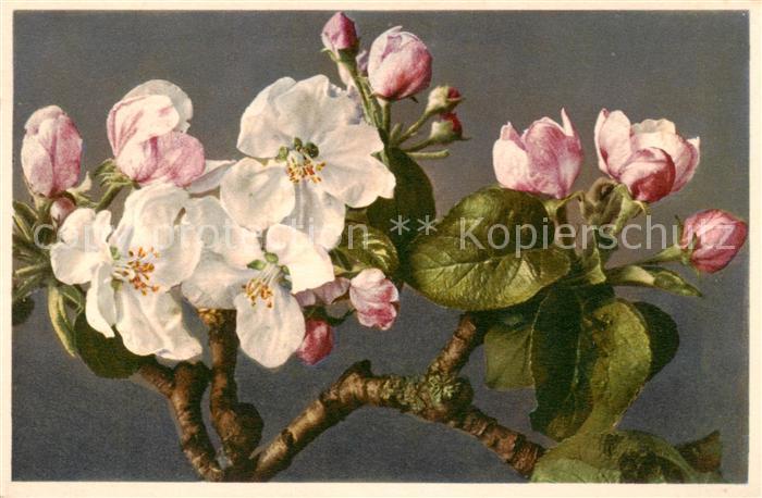 Blumen Flowers Fleurs pfelbluete