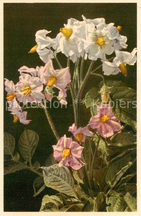 Blumen Flowers Fleurs Kartoffel