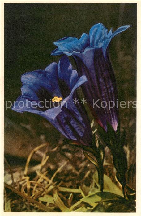 Blumen Flowers Fleurs Gentiana Clasic