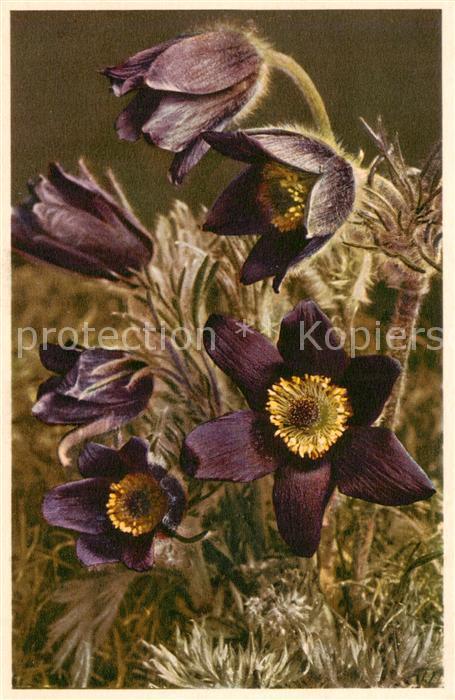 Blumen Flowers Fleurs Berg Kuechenschelle