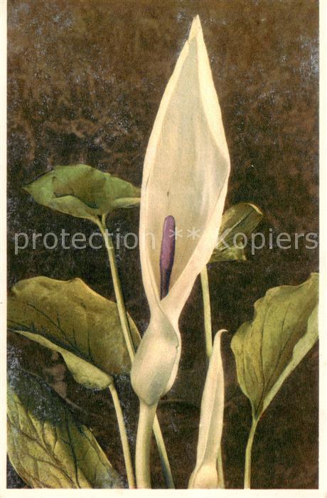 Blumen Flowers Fleurs Cuckoo Pint Aronstab