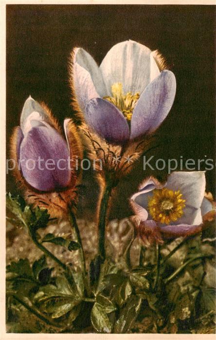 Blumen Flowers Fleurs Fruehlings Anemone Pelz Anemone