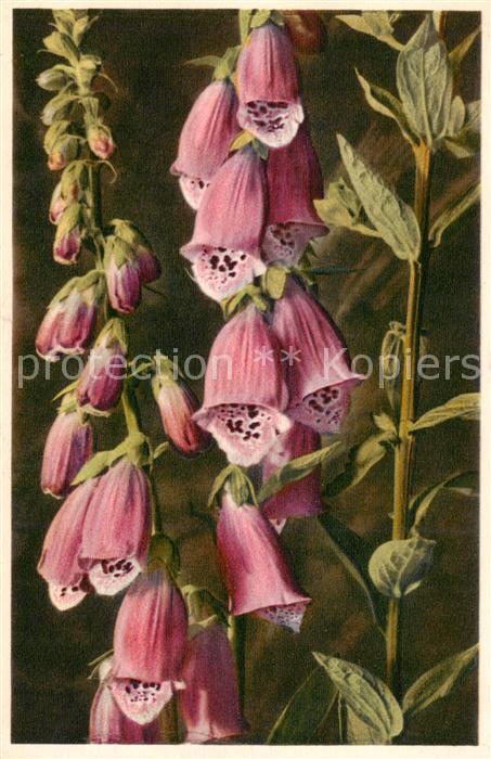 Blumen Flowers Fleurs Roter Fingerhut