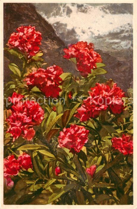 Blumen Flowers Fleurs Rododendri