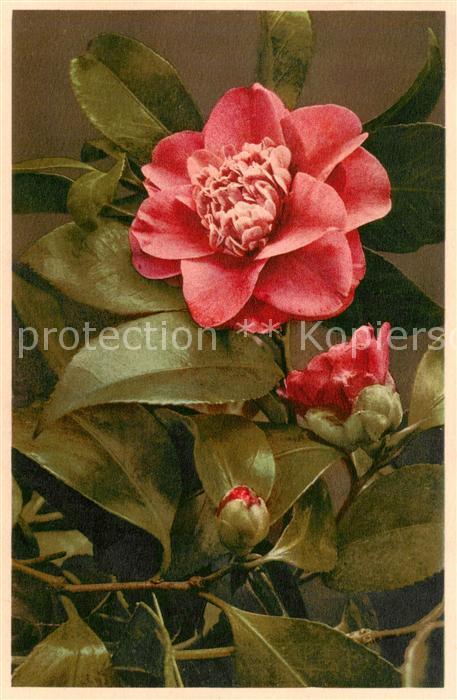 Blumen Flowers Fleurs Kamelie