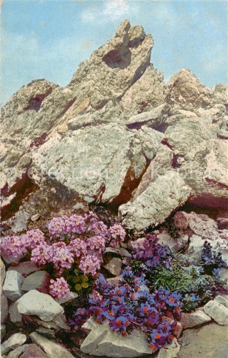 Blumen Flowers Fleurs Linaria alpina