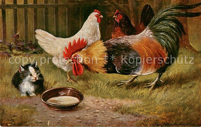 Graessel Franz Huener Katze