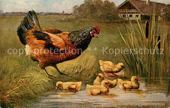 Landwirtschaft Huhn Kücken
