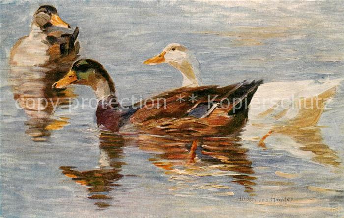 Enten H.v. Heyden Enten