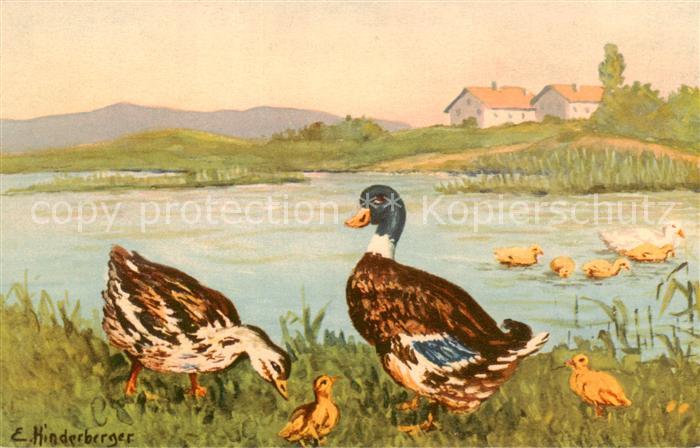Enten Teich Enten Familie