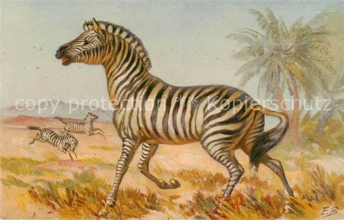 Zebra STZF Nr. 128 Zebras