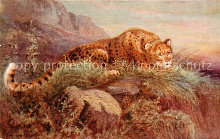 Verlag Tucks Oilette Serie Nr. Nr.8785 Leopardess
