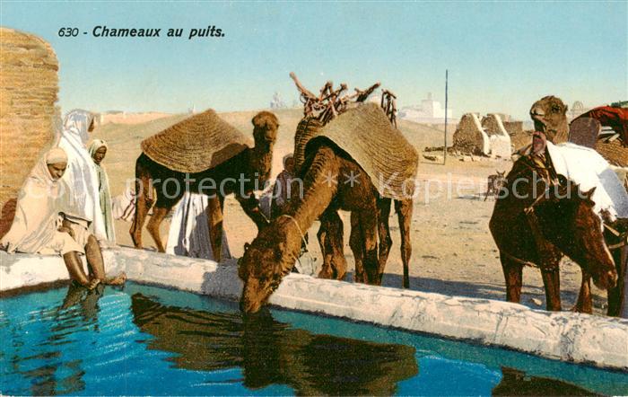 Kamel  Camel Chameau Chameaux au puits