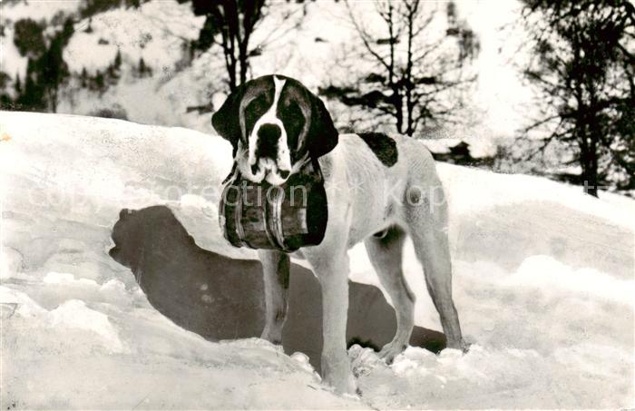Bernhardiner Bernhardinerhund Winter