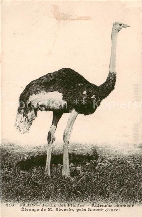 Voegel Birds Oiseaux Paris Jardin des Plantes M.Severin Straus