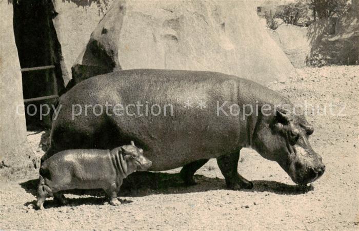 Zoo Gardin Zoologique-- Paris Hippopotame