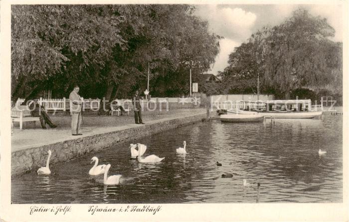 Eutin Schleswig-Holstein Schwaene in der Stadtbucht