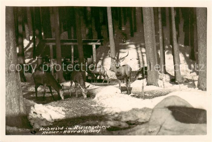 Harrachsdorf Harrachov CZ Hochwild im Riesengebirge