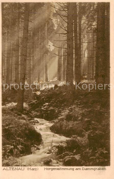 Altenau Harz Morgenstimmung am Dammgraben