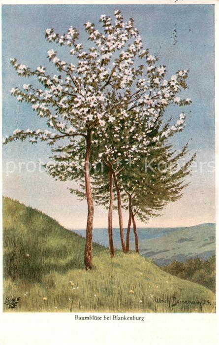 Blankenburg Harz Baumbluete Kuenstlerkarte