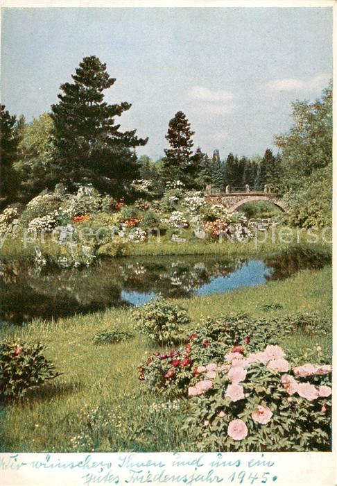 Dahlem Berlin Staatl Botanischer Garten Paeonien und Rhododendren am Teich
