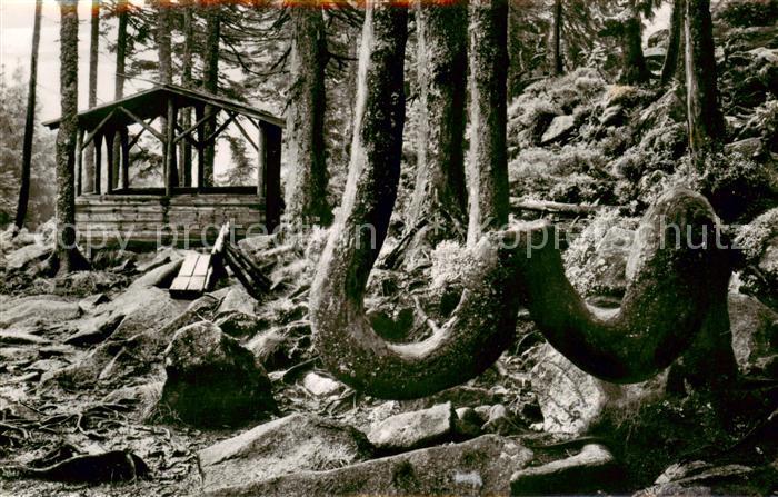 Braunlage Harz Kamelfichte am Achtermann