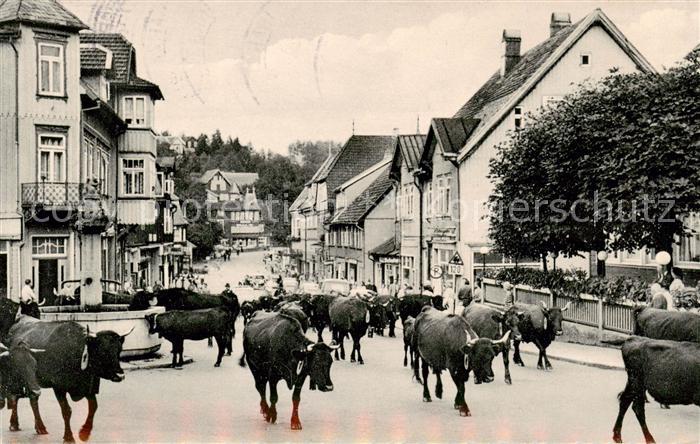 Braunlage Harz Die Damenkapelle Viehtrieb