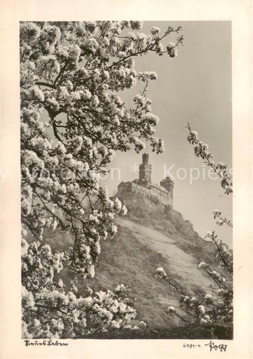 Braubach Rhein Fruehling an der Marksburg Baumbluete