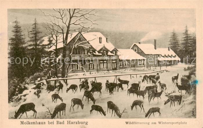 Bad Harzburg Molkenhaus Wildfuetterung am Wintersportplatz
