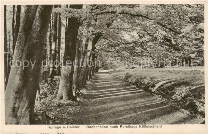 Springe Deister Buchenallee nach Forsthaus Koellnischfeld