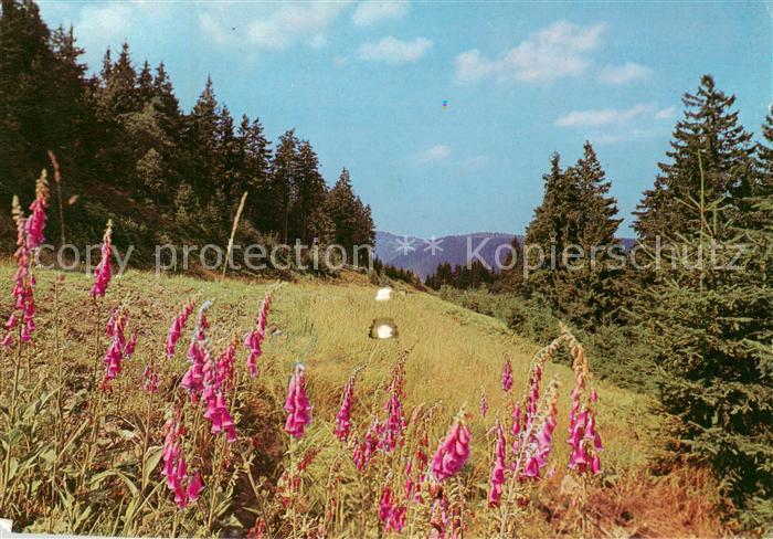 Schwarzwaldhochstrasse Fingerhüte Panorama