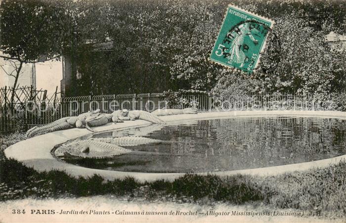 Paris 75 Jardin des Plantes Caimans a mouseau de Brochet Alligator Mississipensi
