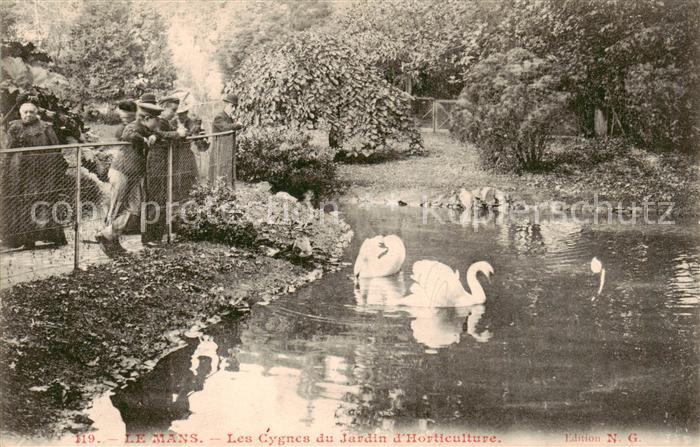Le Mans Sarthe Les Cygnes du Jardin d Horticulture