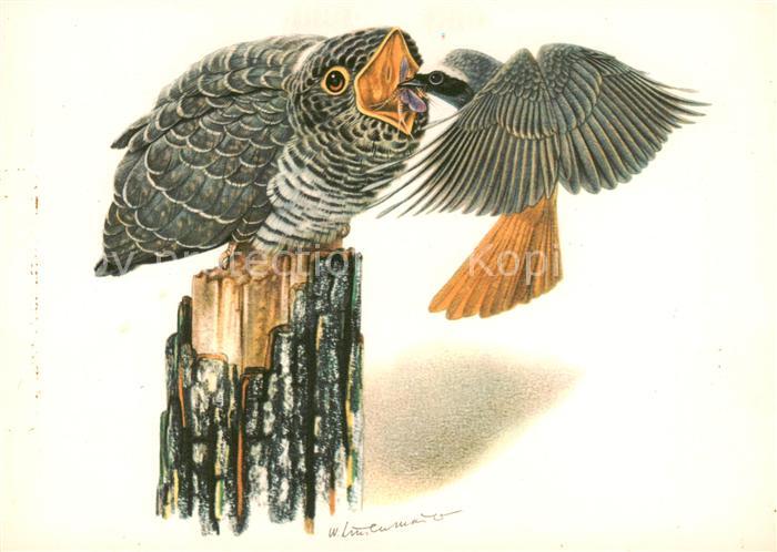 Voegel Birds Oiseaux Uccelli Pajaros-- Kuckuck Gartenrotschwanz Kuenstlerkarte