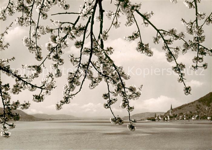Sipplingen Bodensee Panorama ueberlinger See Baumbluete