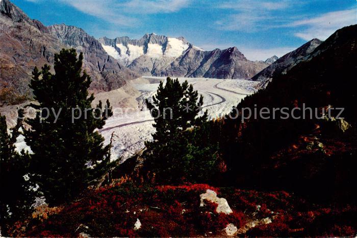 Gletscher Aletschwald Wannenhorn Eggishorn